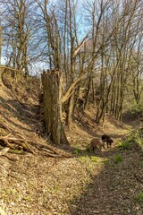 Old tree broken by the wind in the forest  in the Czech Republic. Damage caused by storms in the forest area. Season of the spring.
