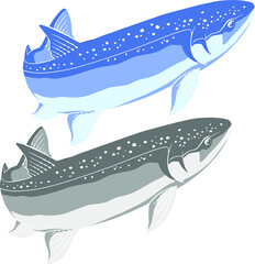 Trout Fish Vector