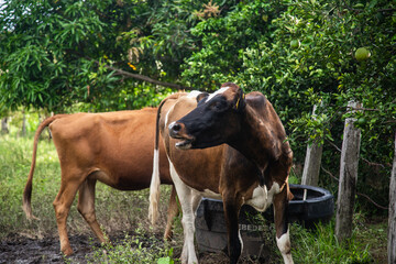 Cow eating from a tree in a colombian farm