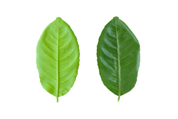 Front and behind of green leaves isolated on white background.