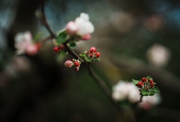 Obstbäume in Blüte.