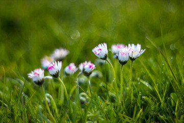 daisy flowers in morning dew with natural bokeh, soft focus
