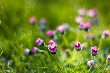 daisy flowers in morning dew with natural bokeh, soft focus