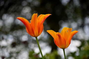 orange tulip in the garden