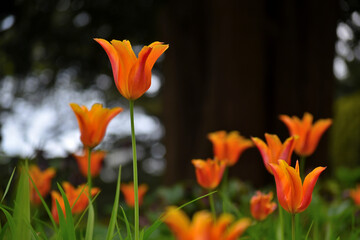 orange tulips in the garden