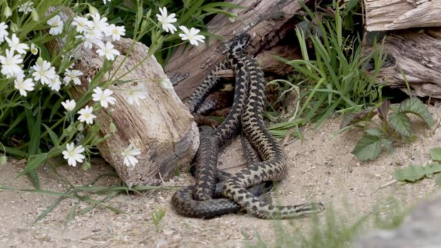 Adder Dance. Male Adders Dancing or Fightin for Dominance. 