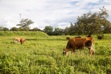 Cows grazing on a Colombian farm
