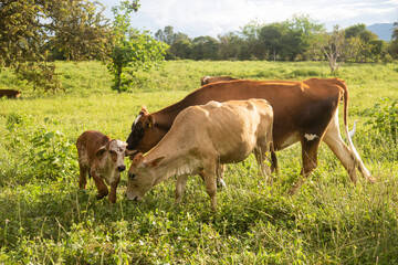 Cows grazing on a Colombian farm