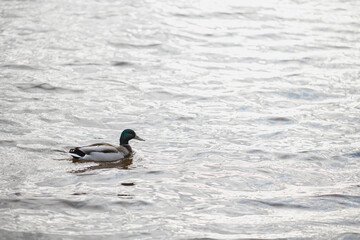 The duck swims on the water.