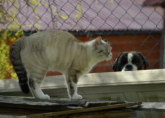 Geh ich oder bleib ich, Katze trifft auf Hund