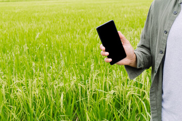 Businessman holding smart phone or mobile phone with blank screen on rice field green grass...