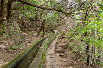Le long des levadas au Madère