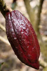 Mazorca de cacao, chocolate 