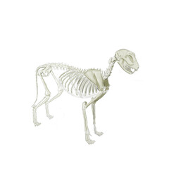 drawing of a cat skeleton