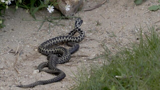 Adder Dance. Male Adders Dancing or Fightin for Dominance. . 