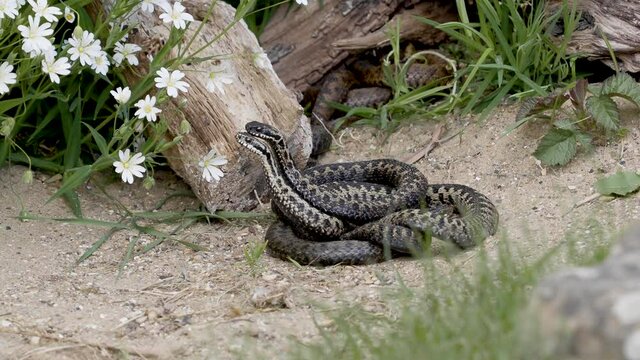 Adder Dance. Male Adders Dancing or Fightin for Dominance. . 