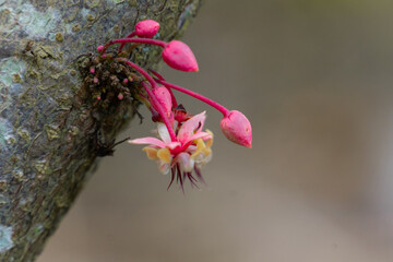 flor del cacao chocolate 