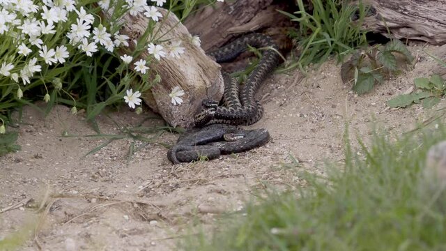 Adder Dance. Male Adders Dancing or Fightin for Dominance. . 