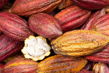 Mazorca de cacao, chocolate 