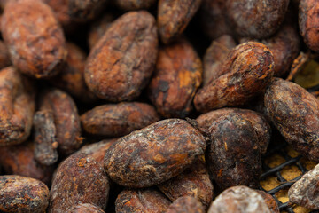 Grano del cacao, semilla, chocolate.