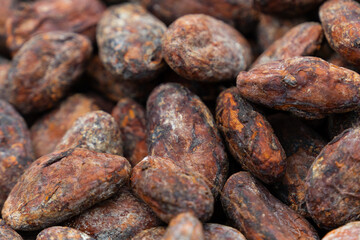 Grano del cacao, semilla, chocolate.