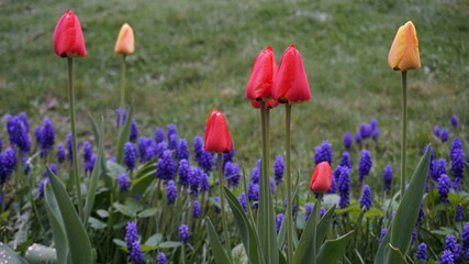 Tulipany i szafirki posadzone na rabacie przy trawniku - obrazy, fototapety, plakaty