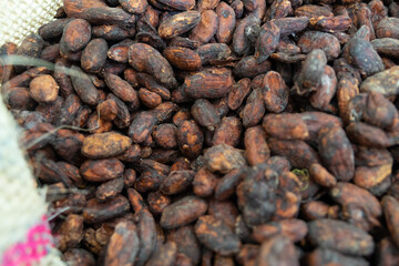 Grano del cacao, semilla, chocolate.