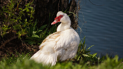 duck in the grass