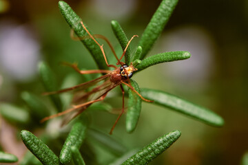 Wasp Ophioninae 03