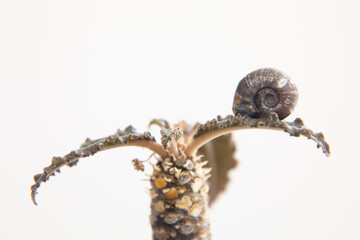 Desert coconut tree with snail