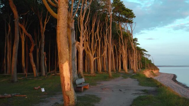 K&uuml;stenwald Nienhagen Gespensterwald an der deutschen Ostseek&uuml;ste zum Sonnenaufgang