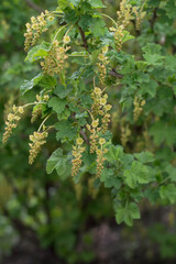 leaves in the forest