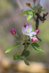 apple tree blossom red delicious