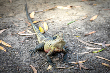 Eastern Water Dragon in Australia. Gecko, Water Dragon, Iguana, Monitor lizard 