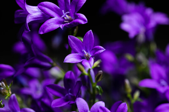 Purple Ithuriel's Spear flowers(Triteleia laxa)