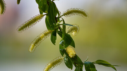 branch of a willow