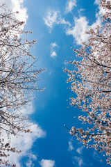 cherry blossoms