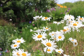 Fototapeta premium 春に咲く花。東京世田谷の野草（5月）。マーガレット