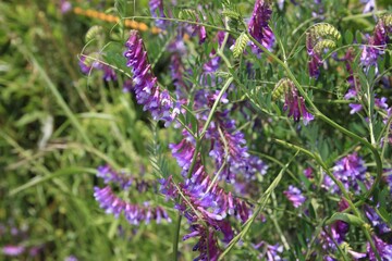 春に咲く花。東京世田谷の野草（5月）。ナヨクサフジ
