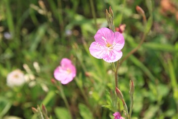 春に咲く花。東京世田谷の野草（5月）。ユウゲショウ