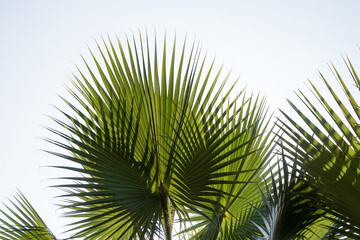 A group of beautiful big green palm leaves are on the blue sky background