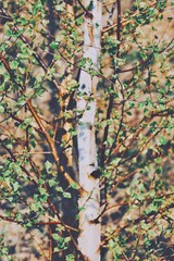 Nahaufnahme einer jungen Birke im Frühling
