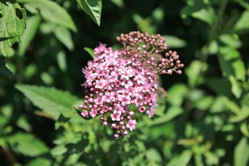 春に咲く花。東京世田谷の野草（5月）。シモツケ