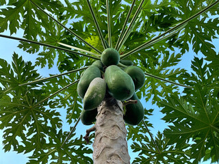 Papaya tree in the garden. Tropical fruit in Asia