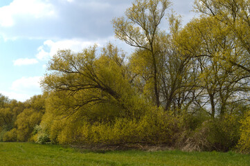 Weidenbäume im Naturgebiet "Alte Körne" in Dortmund, Deutschland