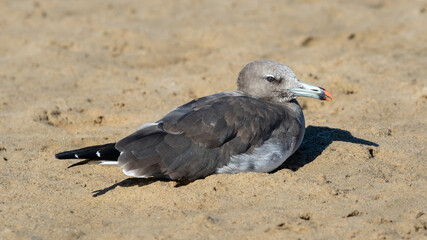 One sooty gull sitting on the sand
