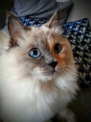 Siberian cat Holly 