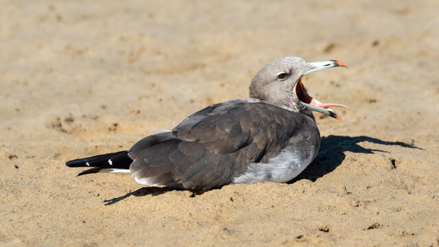 a yawning sooty gull sitting on the beach
