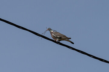 Turtle dove with grass stalk in beak