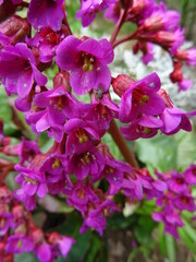 Bergenie Blüte Nahaufnahme